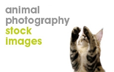 Animal-Photography